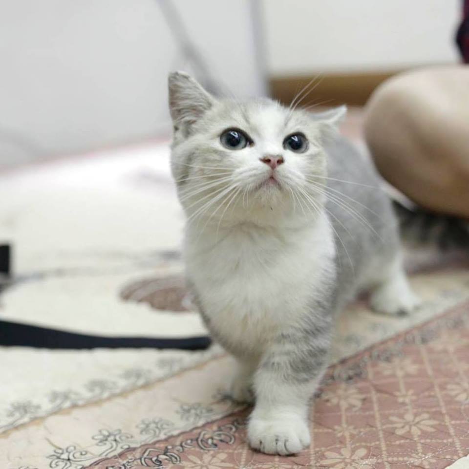 Én bạc Pets là địa chỉ mua mèo cảnh chất lượng tại Hà Nội
