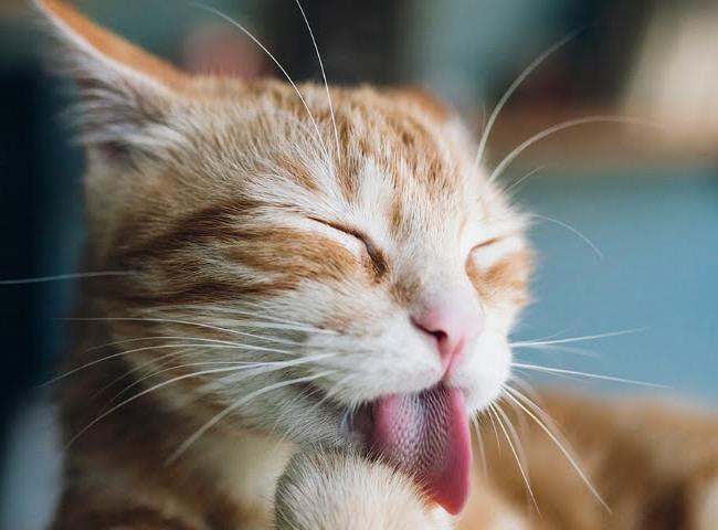 Hãy tạo thành thói quen, giúp cho mèo luôn được cảm thấy ăn uống được ngon miệng