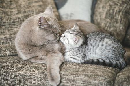 Mùi là cách để 2 con mèo làm quen nhau