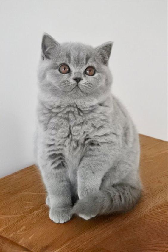 Mèo Scottish tai thẳng, lông lửng màu xám