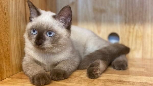 Top 11 các giống mèo thú cưng cực dễ thương nhất hiện nay