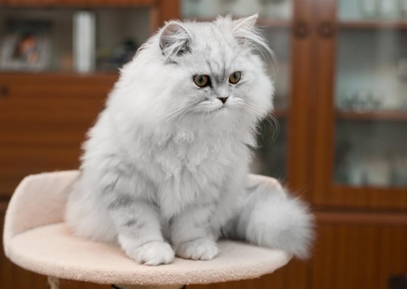 Mèo Ba Tư cũng thuộc top giống mèo được nuôi nhiều nhất Việt Nam
