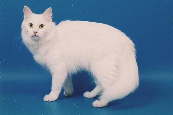 Turkish Angora được cho là dòng mèo cực phẩm