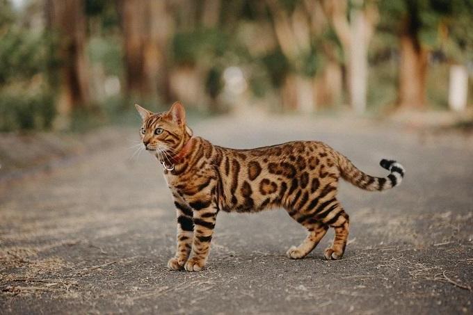 Bengal còn có tên gọi khác là mèo vằn hổ