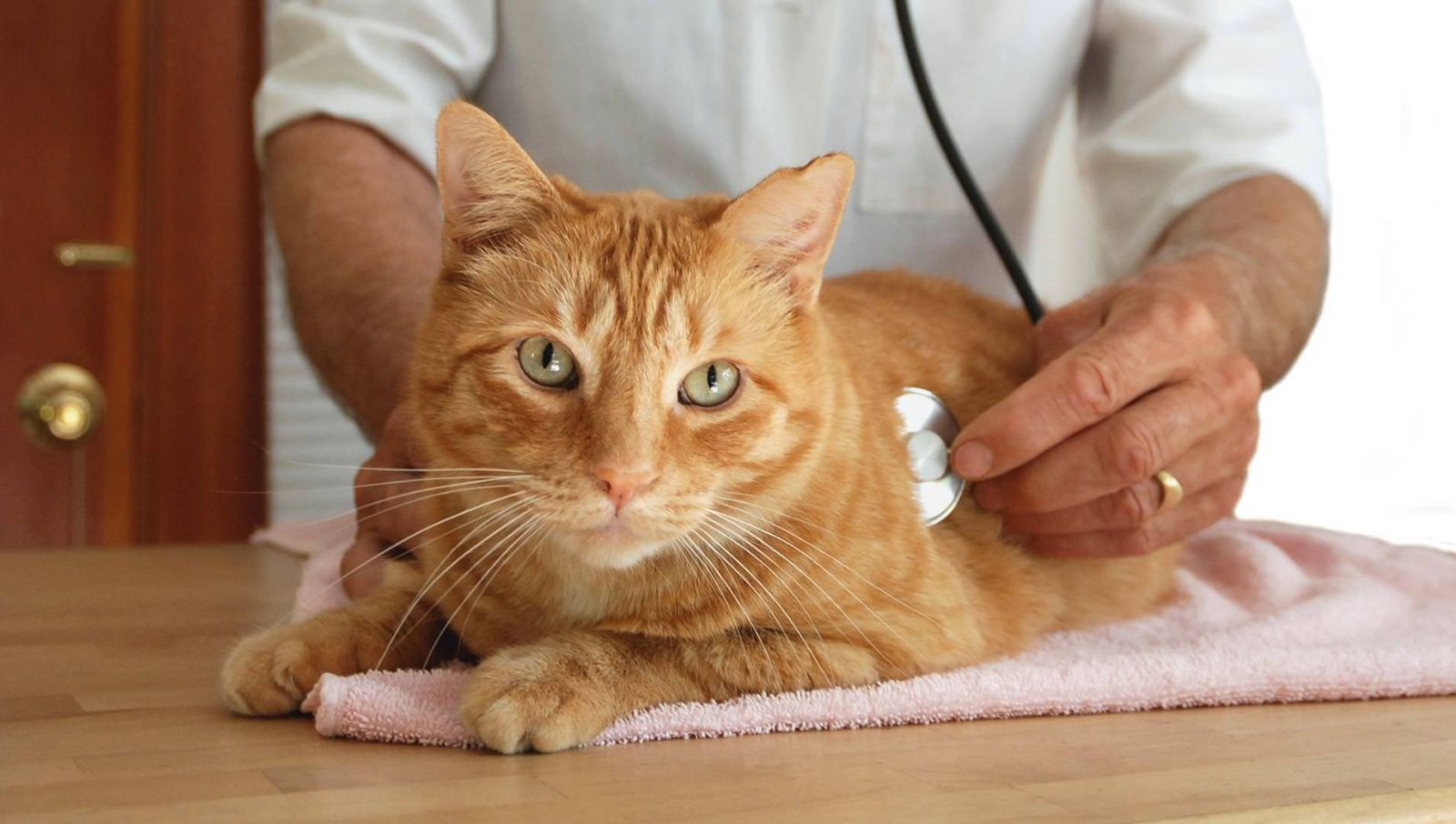Nếu có vấn đề nghiêm trọng thì hãy đưa thú cưng của bạn đến thăm khám bác sĩ thú y