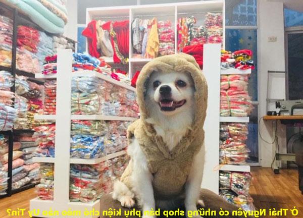 Pet Shop Thái Nguyên