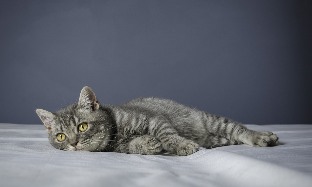 Viêm dạ dày có thể khiến cho bụng mèo con luôn kêu ục ục