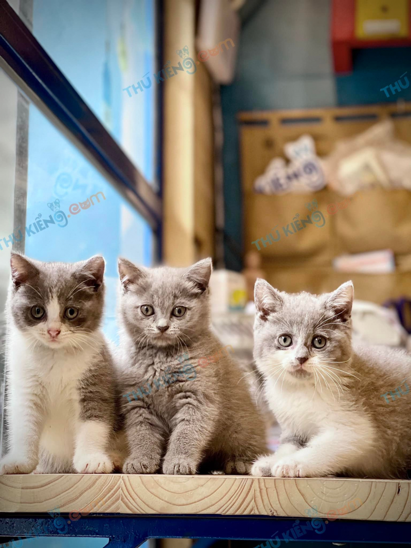 Shop có nhiều loại mèo nổi tiếng trên thế giới như mèo Anh lông dài, mèo Ba Tư, mèo không lông Sphynx,