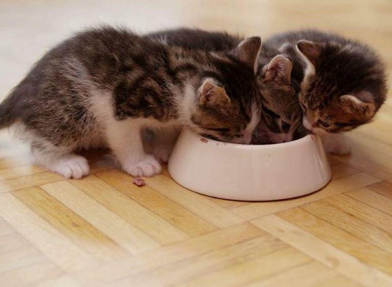 Mèo rất thích thức ăn Me-o vì mùi vị thơm ngon