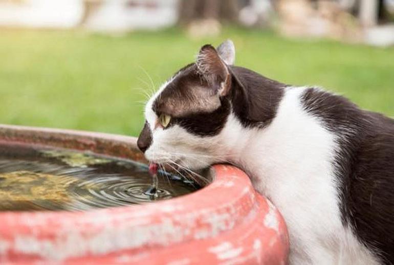 Đừng quên cho mèo uống nước sau khi ăn thức ăn Me-o