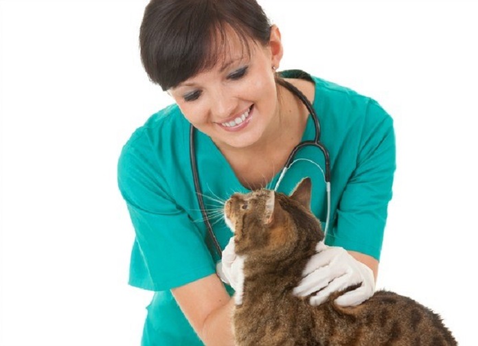 Khi phát hiện mèo có dấu hiệu u mỡ dưới da, cần tiến hành xét nghiệm sinh thiết