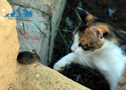 mèo ăn chuột