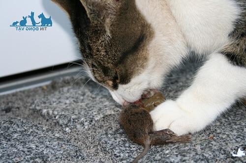 mèo ăn thịt chuột