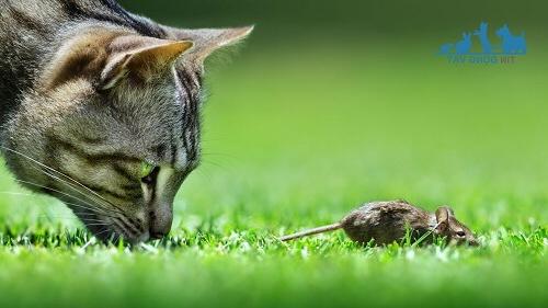 cách ngăn mèo ăn thịt chuột